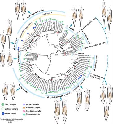Multigene phylogeny reveals a cryptic diversity in the genus Dinobryon (Chrysophyceae) with integrative description of five new species